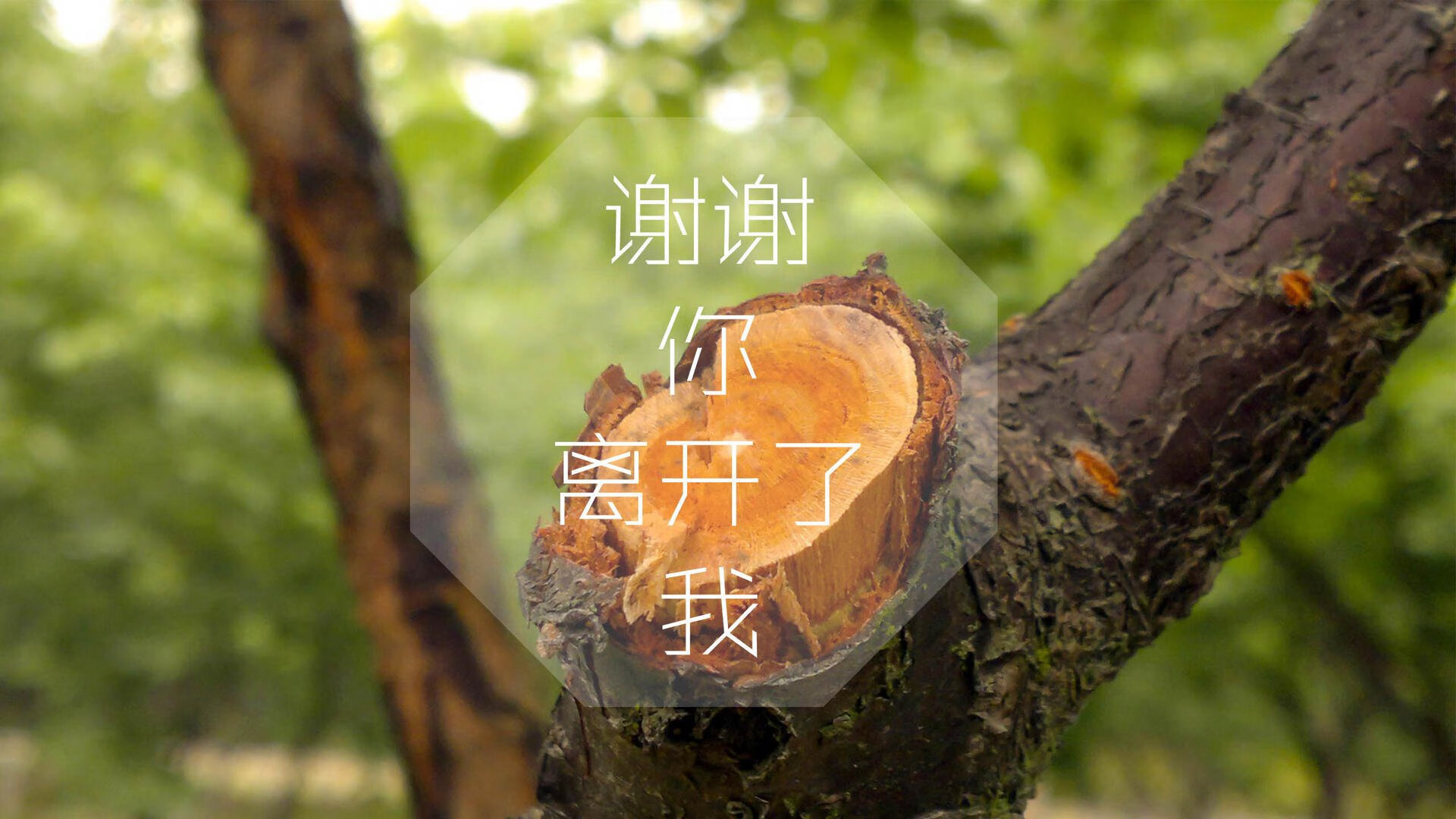 中国篮球教练员职业发展路径分析，中国篮球教练员培训