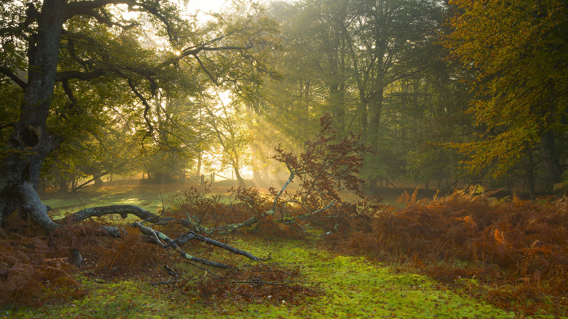 九游网页版入口-全国青少年体操等级赛实现数据实时上传，全国青少年艺术体操锦标赛2021