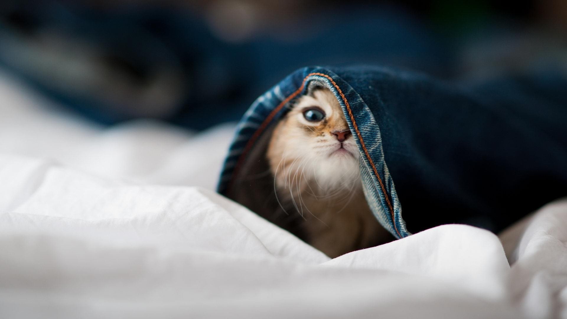 足球品牌建设乏力,足球俱乐部品牌价值