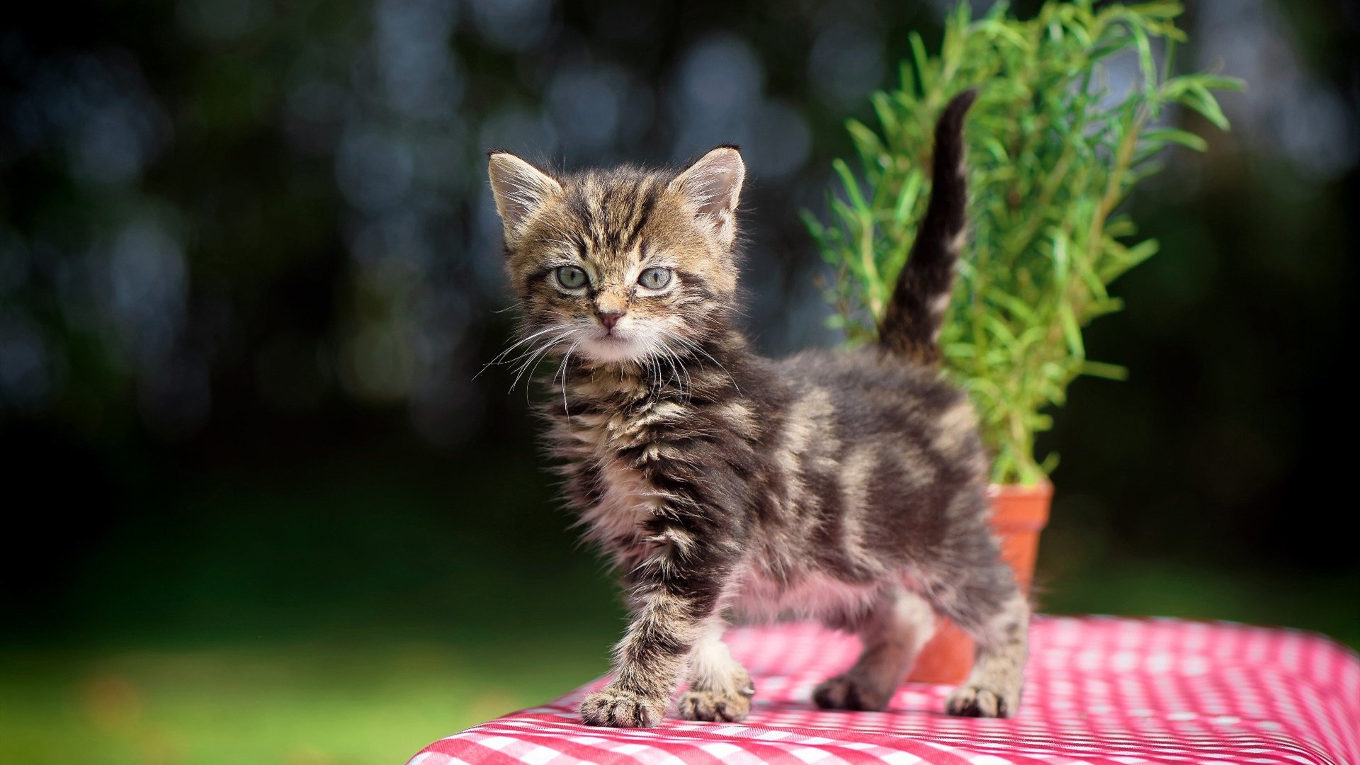 世界杯逆转经典:英雄完成不可思议的奇迹!,世界杯十大逆转