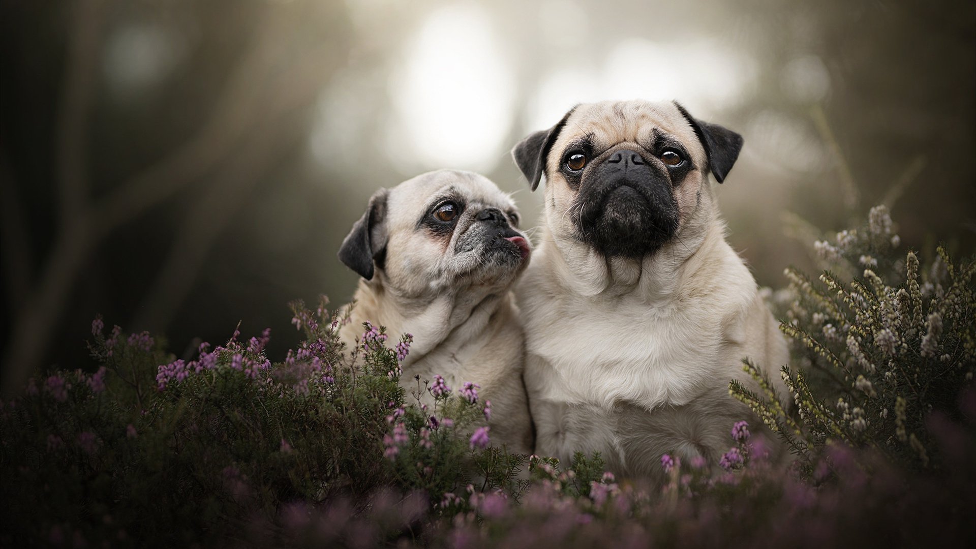 中甲联赛加强中场节奏控制训练提升比赛主导力,节奏型中场