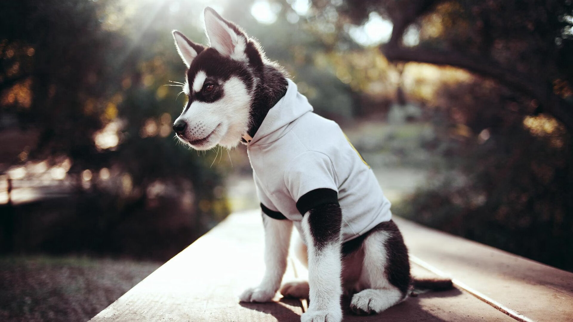 九游登录入口-澳大利亚橄榄球迎来政策支持高潮，澳大利亚橄榄球比赛时间